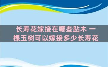 长寿花嫁接在哪些跕木 一棵玉树可以嫁接多少长寿花